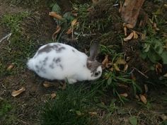 a white and gray cat laying on top of grass next to a pile of dirt