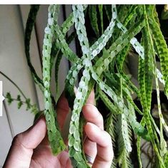 a person is holding some plants in their hand