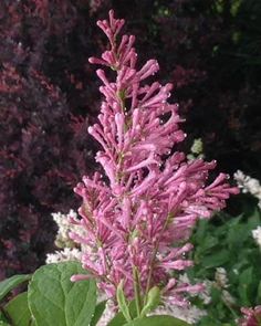 pink and white flowers with green leaves in the foreground, surrounded by purple bushes