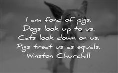 a black and white photo with the words, i am fond of pigs dogs look up to us cats look down on us pigs treat us as equal