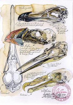 some drawings of different types of bones