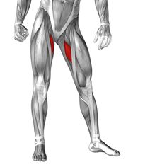 the muscles are highlighted in this image, and they have red spots on their legs