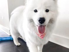 a large white dog standing on top of a hard wood floor next to a wall