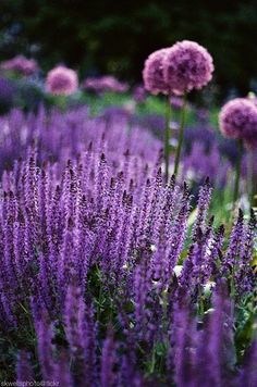 purple flowers in the middle of a field