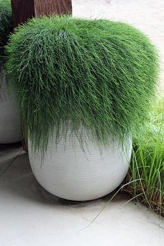 two white vases with green grass growing out of them on the ground in front of a wooden post