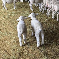 there are many sheep standing together in the hay and straw floored area, all looking at each other