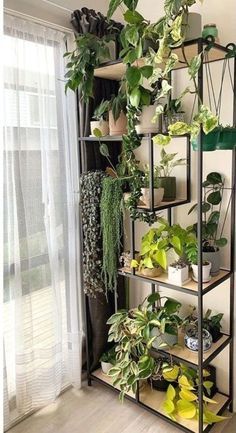 a shelf filled with potted plants next to a window