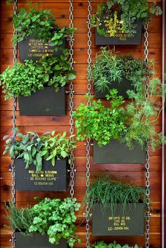 an assortment of plants are hanging on a wooden wall with metal chains attached to them