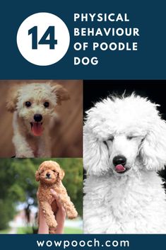 four different pictures with the words physical behavior of poodle dogs