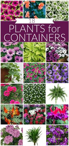 Plants for Containers #gardening Hanging Outdoor Plants Patio, Planting In Containers Outdoor, Large Scale Landscaping, Porch Ferns Hanging Baskets, Flowers That Hang Down, Hanging Potted Plants Outdoors, Petunia Hanging Basket Diy, Lobelia Hanging Basket, Hanging Plants Ideas Outdoors