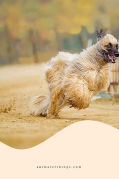 Can you name the top ten fastest Dog Breeds? Some species are simple to identify, while others will delight you.