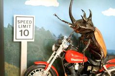 a toy motorcycle with a bug on the back is parked in front of a speed limit sign