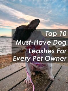 Top 10 Must-Have Dog Leashes For Every Pet Owner Dog Personality, Dog Leashes, Winter Walk, Cozy Fabric, Pet Owner, Beautiful Dogs, Dog Leash