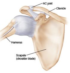 the bones of the shoulder are labeled