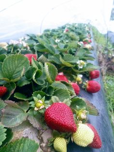 strawberries growing on the side of a road