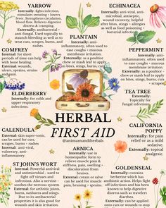 YOUR HERBAL FIRST Aid Kit Needs These 15 Plants Herbs For Beginner Herbalist, Topical Herbal Remedies, Herbal Drawings Botanical Prints, Herbal Remedy Recipes, Herbal Nervines, Herbs For Medicine, Herbs For Lungs, Herbs For Women, Herbs For Skin