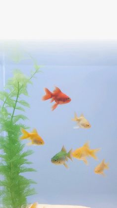 several goldfish swimming in an aquarium with green plants