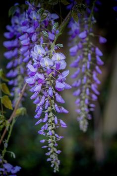 purple flowers hanging from a tree branch