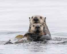 an otter is swimming in the water with its front paws on it's back