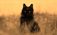 a black cat sitting in the middle of a field with tall grass on it's side