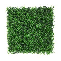 a square shaped boxwood panel with green leaves on the top and bottom, isolated against a white background