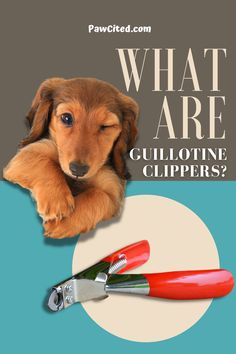 a dog with its paw on top of a pair of scissors and the words, what are cullotine clippers?