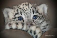 a baby snow leopard laying on top of a couch