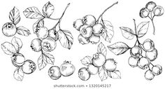 hand drawn cherries with leaves and flowers on white background stock photo, royalty illustration