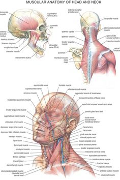 an image of the head and neck