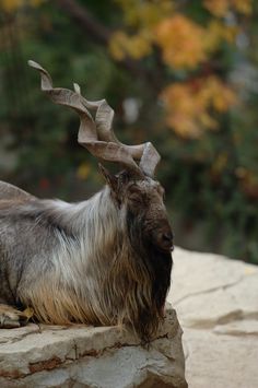 an animal that is laying down on some rocks