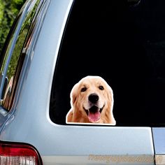 a dog sticking its head out the back window of a car with it's tongue hanging out