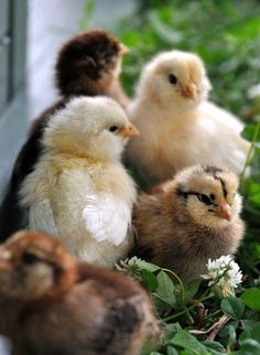 several small chickens are sitting in the grass next to each other and one chick is looking at the camera