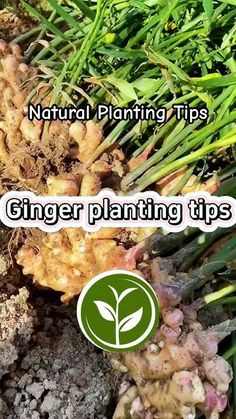 ginger plants with the words natural planting tips on them and an image of root sprouts