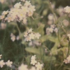 small white flowers are growing in the grass