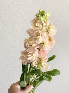 a person holding flowers in their hand with white walls behind them and green leaves on the bottom