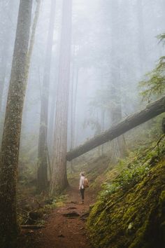 a person walking down a trail in the woods on a foggy, misty day