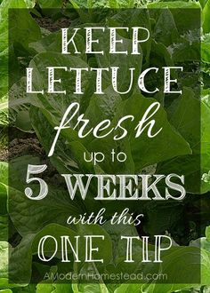 lettuce plants with the words keep lettuce fresh up to 5 weeks with this one tip