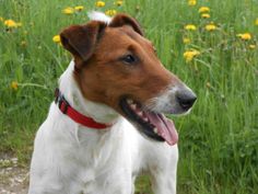 a brown and white dog standing on top of a lush green field filled with yellow flowers