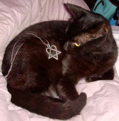 a black cat laying on top of a bed wearing a star of david charm necklace