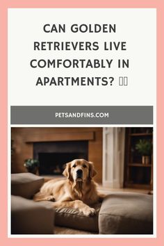 Can Golden Retrievers Live Comfortably In Apartments? Apartment Lifestyle, Living Arrangements, Friendly Dogs, Puppy Pads, A Golden Retriever, Comfortable Home, New Environment, Dog Daycare, Dog Walker