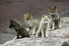 four baby wolfs are sitting on top of a large rock and looking at the camera