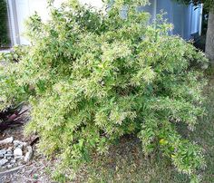 a bush with green leaves in front of a house