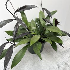 a potted plant sitting on top of a table