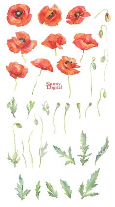 watercolor painting of red flowers and leaves on a white background with the words sunny digital