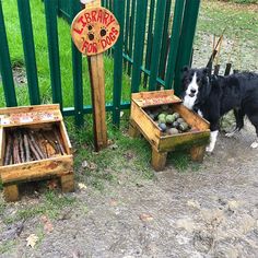 a black and white dog standing next to two wooden crates