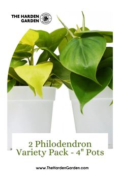 two white potted plants with green leaves in them and the text, 2 philoderon variety pack - 4 pots