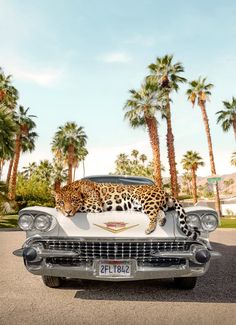 a leopard laying on the hood of a classic car with palm trees in the background