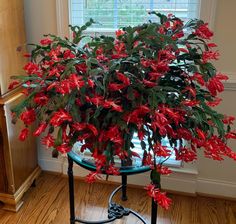 a plant with red flowers is on a table in front of a window and wooden floors