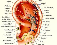 EAR REFLEXOLOGY CHART - Etsy Canada Ear Acupressure Points, Muscles Of The Neck, Reflexology Massage, Foot Reflexology, Medical Anatomy