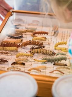 a woman looking at insect specimens in a glass case with other insects on the table